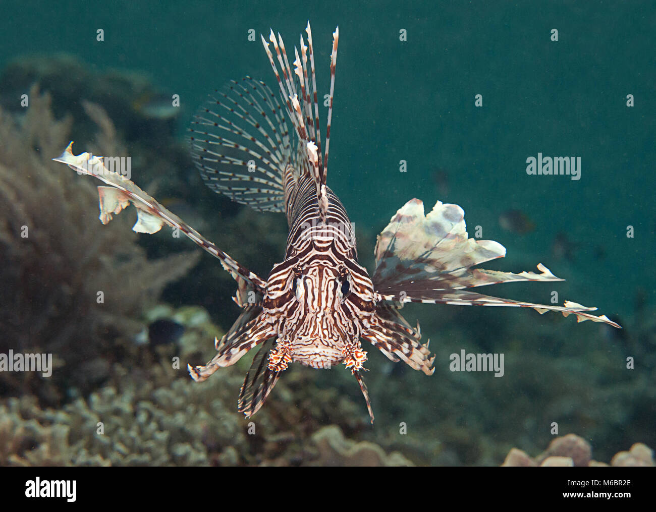Indo-Pacific Lionfish (Pterois volitans) swimming over corals of Bali Stock Photo