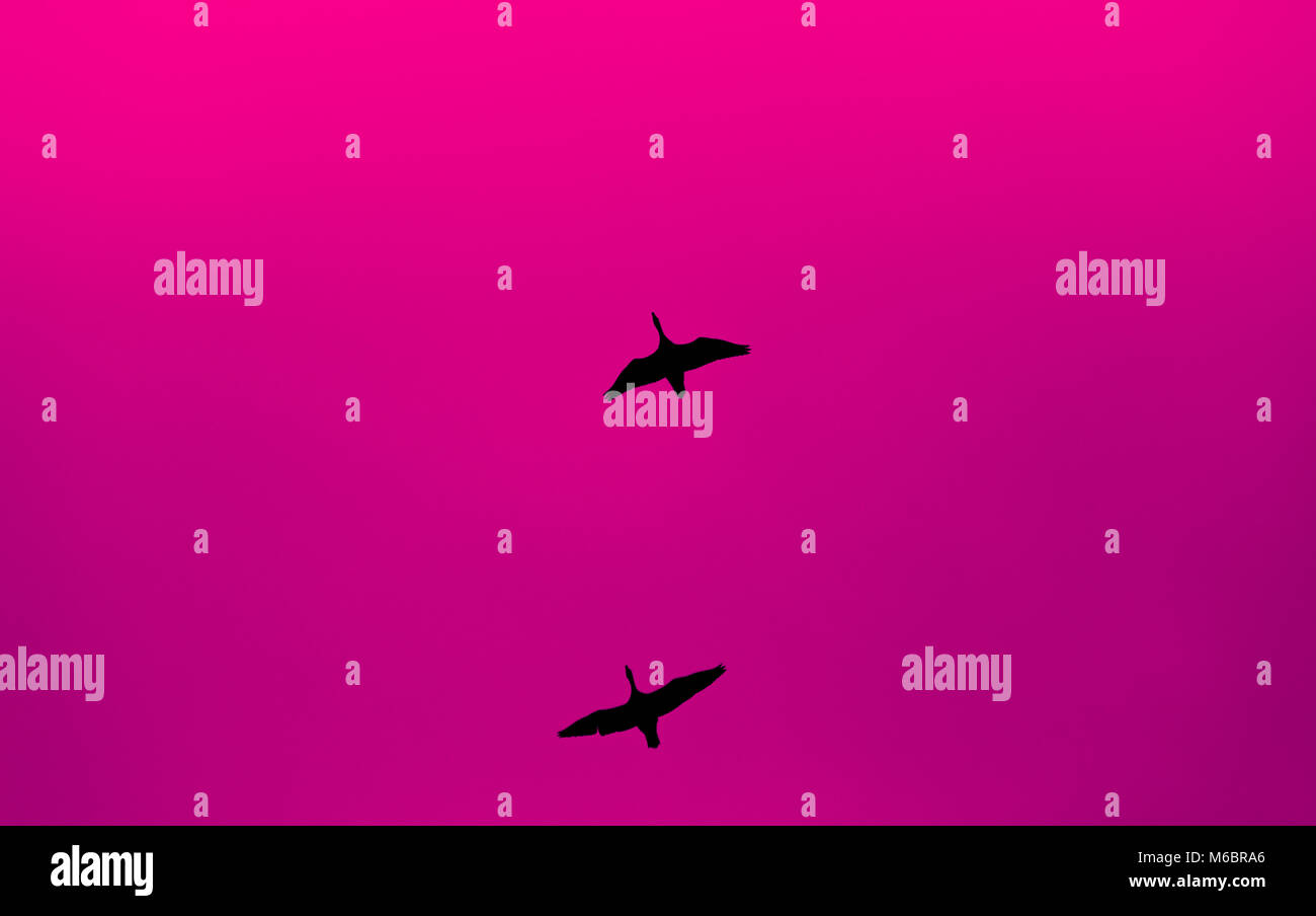 Two birds flying in the sky with pink background Stock Photo - Alamy