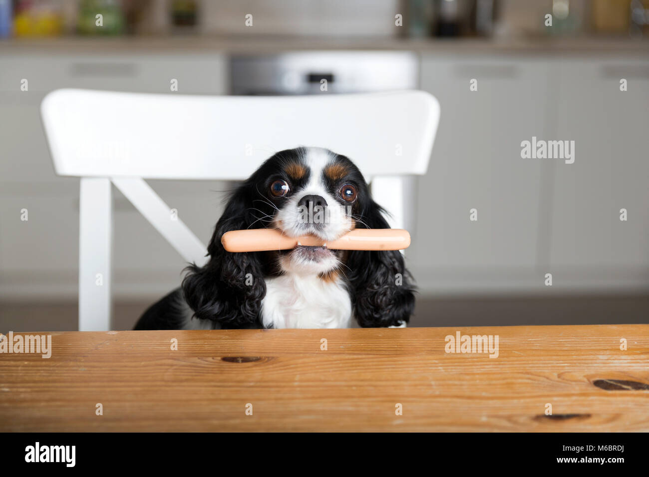Funny sausage dog hires stock photography and images Alamy