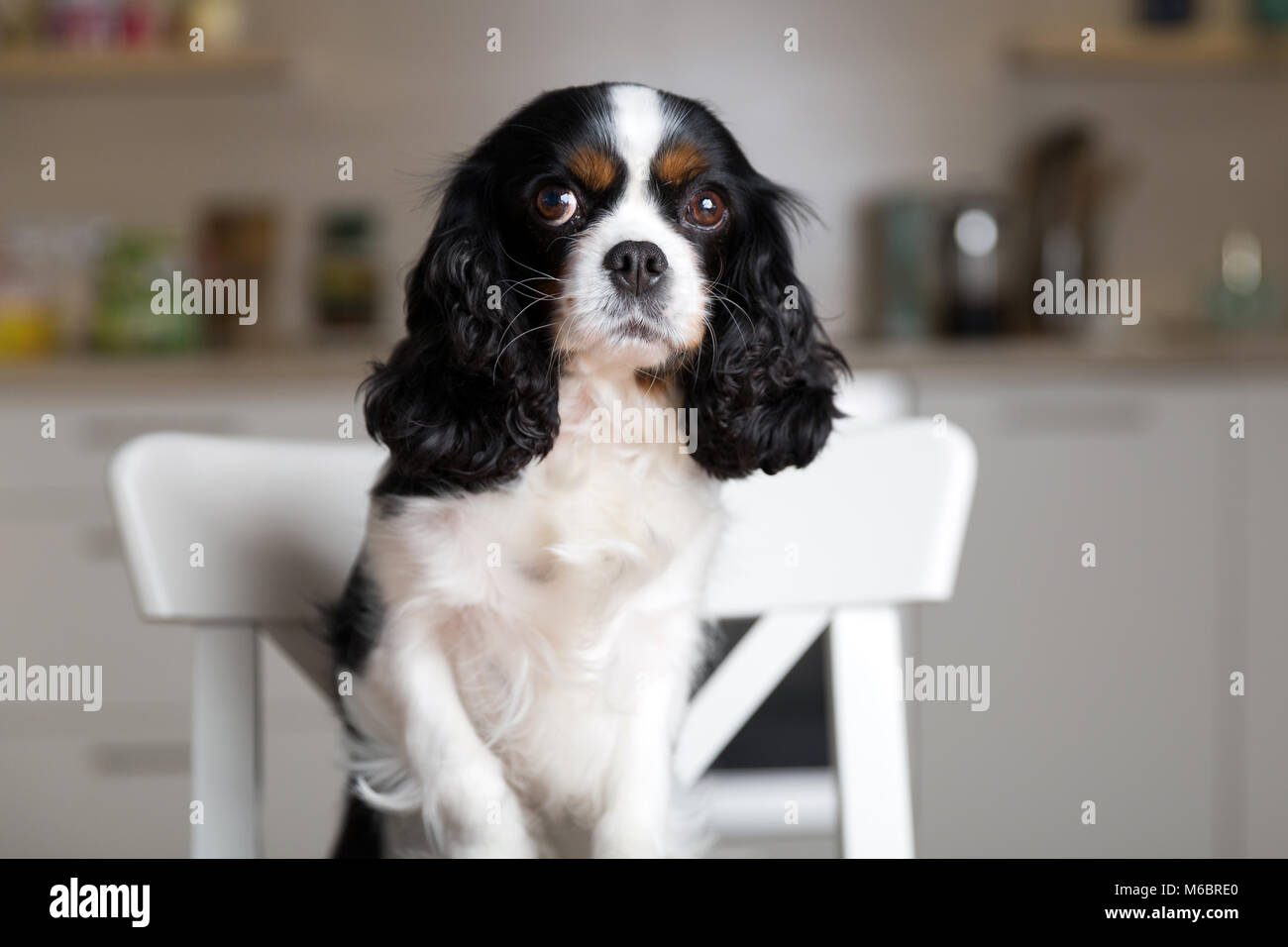 Portrait of a cute dog standing on the kitchen chair Stock Photo
