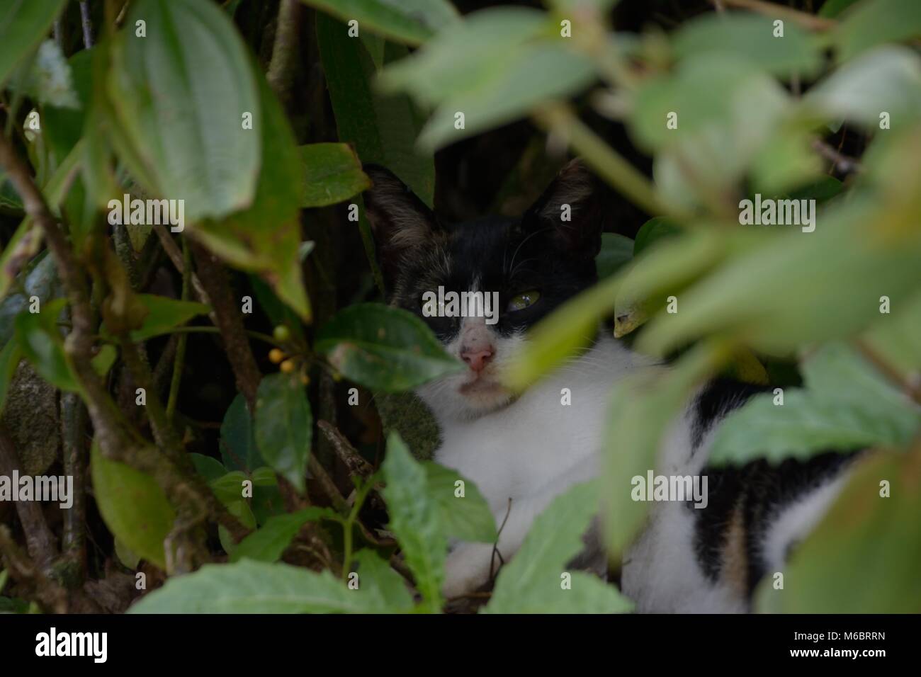 Wild cat hiding in shadow in the middle of a shrub with its bright green eyes gazing sharply in between the leaves. Stock Photo