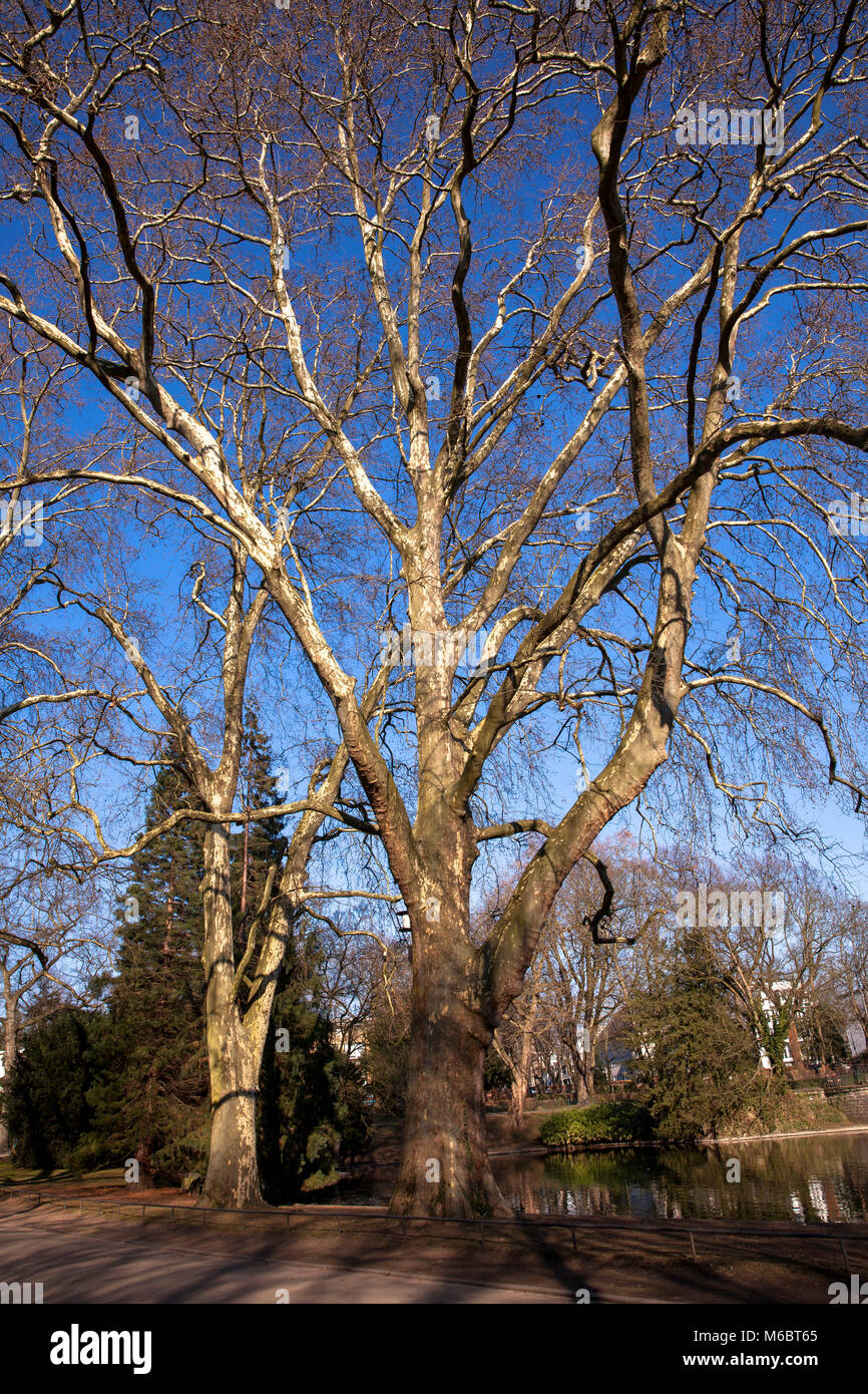 Germany, Cologne, plane trees in the Volksgarden. Deutschland, Koeln
