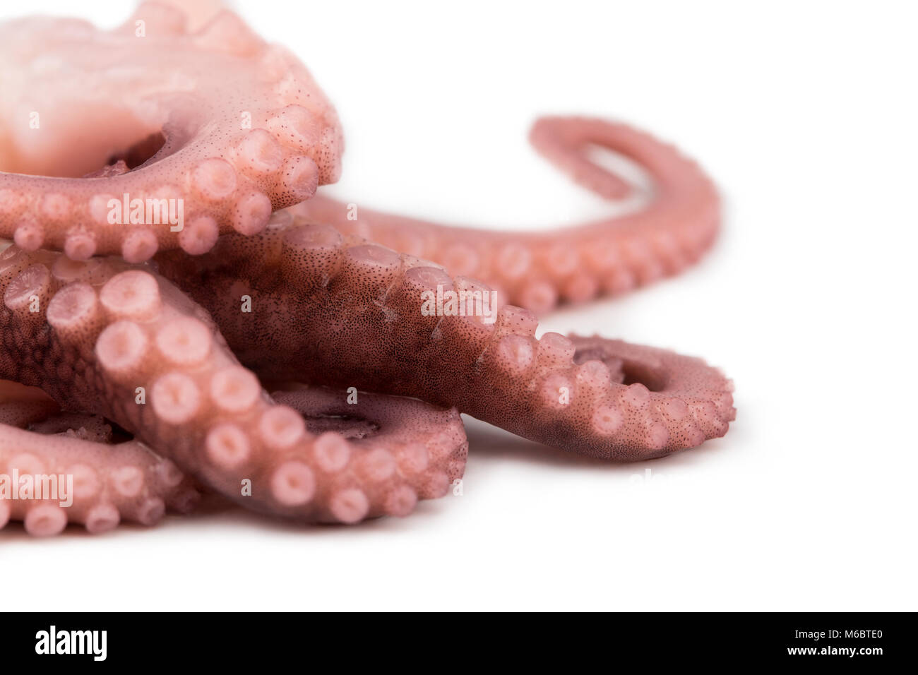 tentacles of octopus isolated on white background Stock Photo - Alamy
