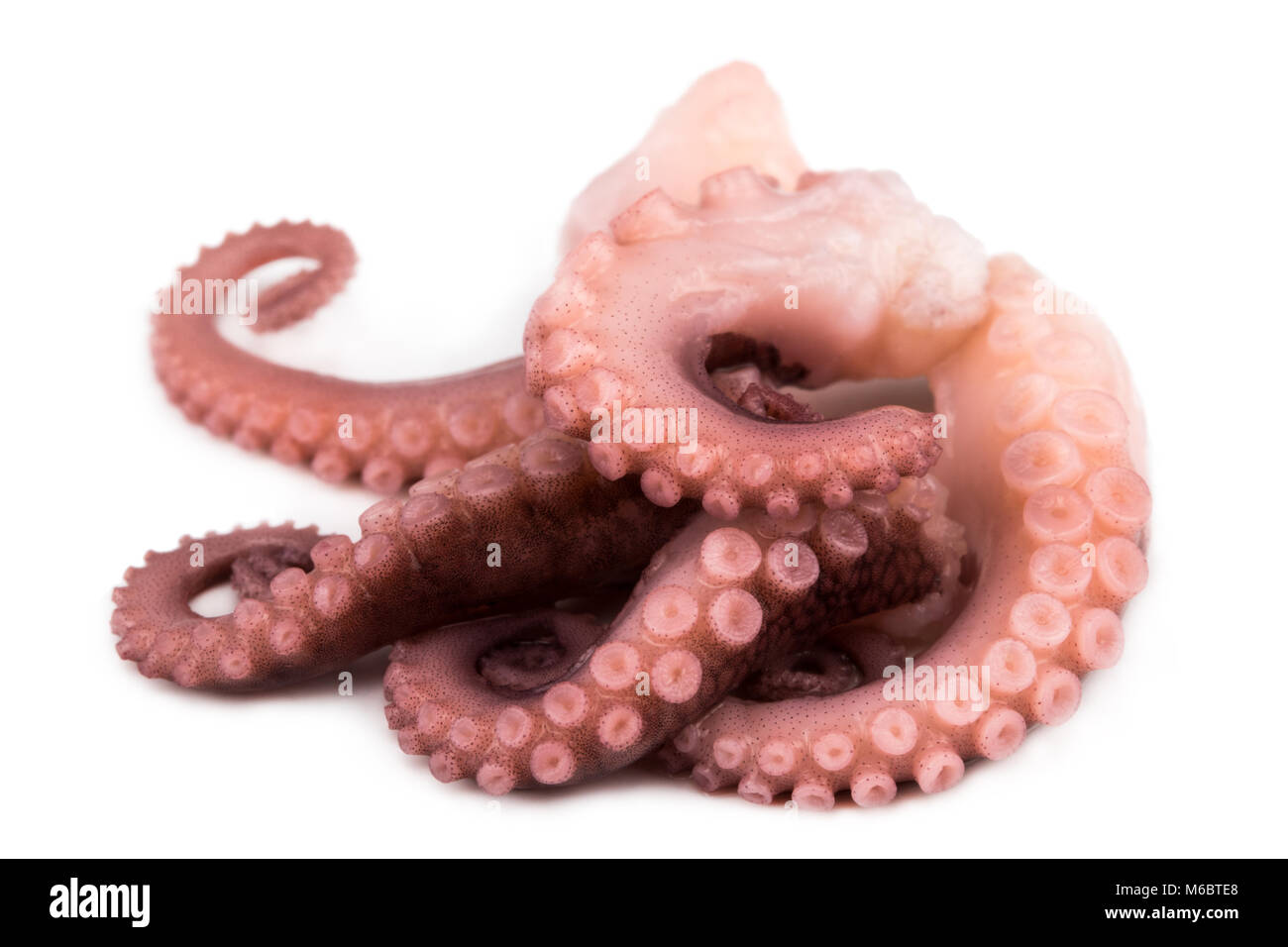tentacles of octopus isolated on white background Stock Photo - Alamy