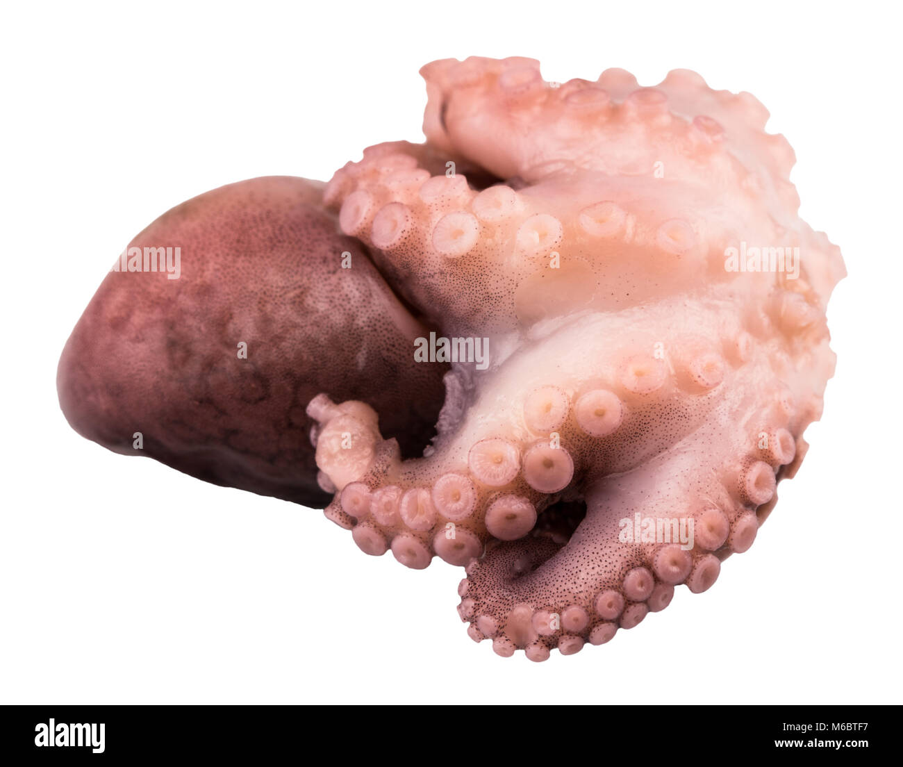 Small octopus isolated on white background. Close up Stock Photo - Alamy
