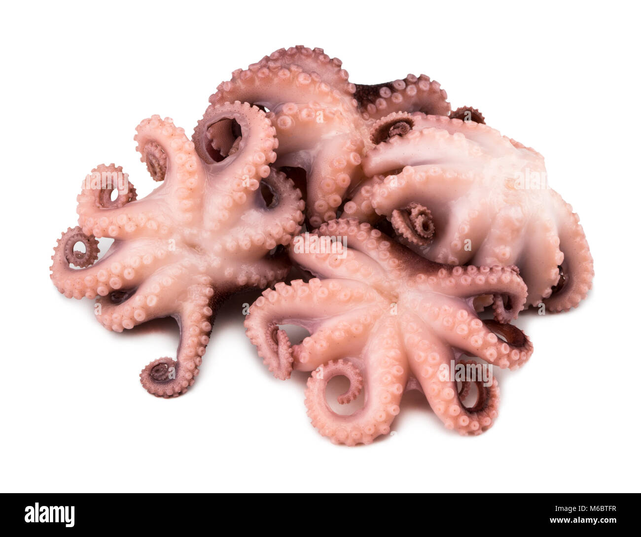 Small octopus isolated on white background. Close up Stock Photo - Alamy