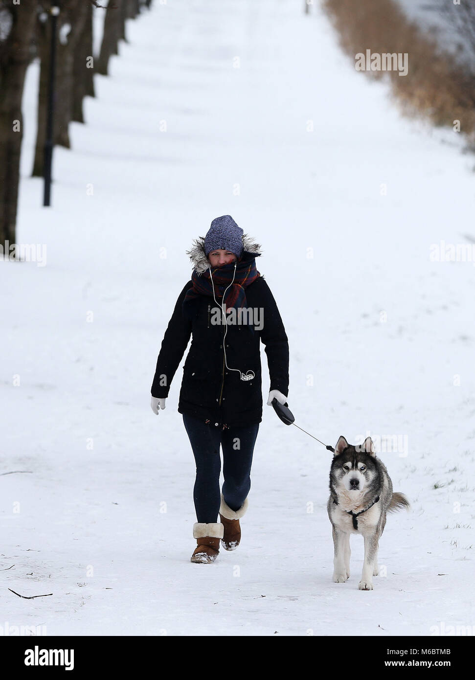 Siberian husky dating