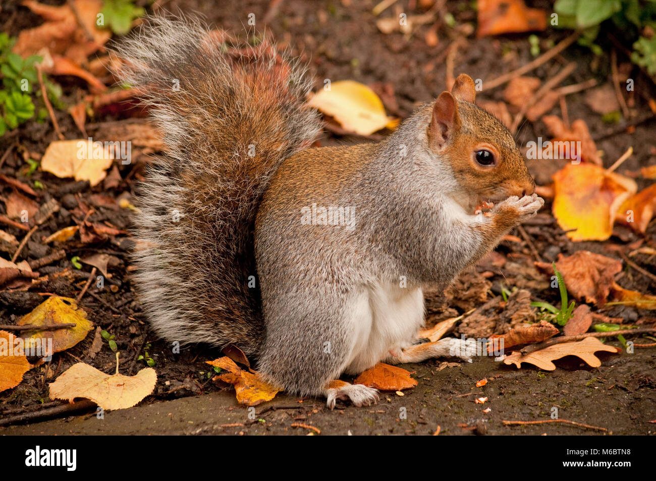 Grey Squirrel Eating Peanuts Stock Photo