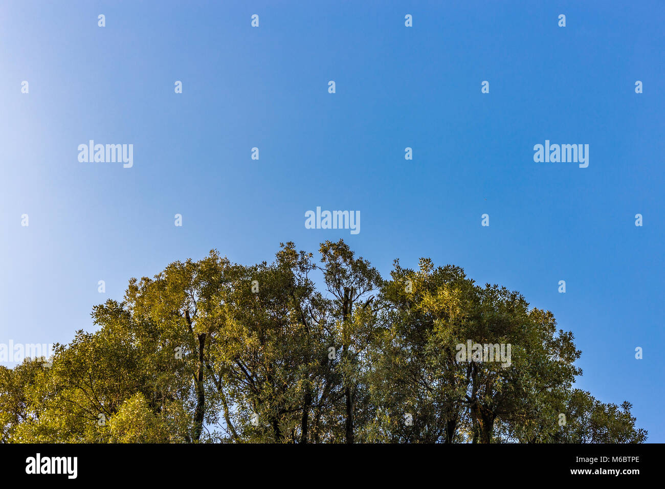green tree on blue sky background Stock Photo - Alamy