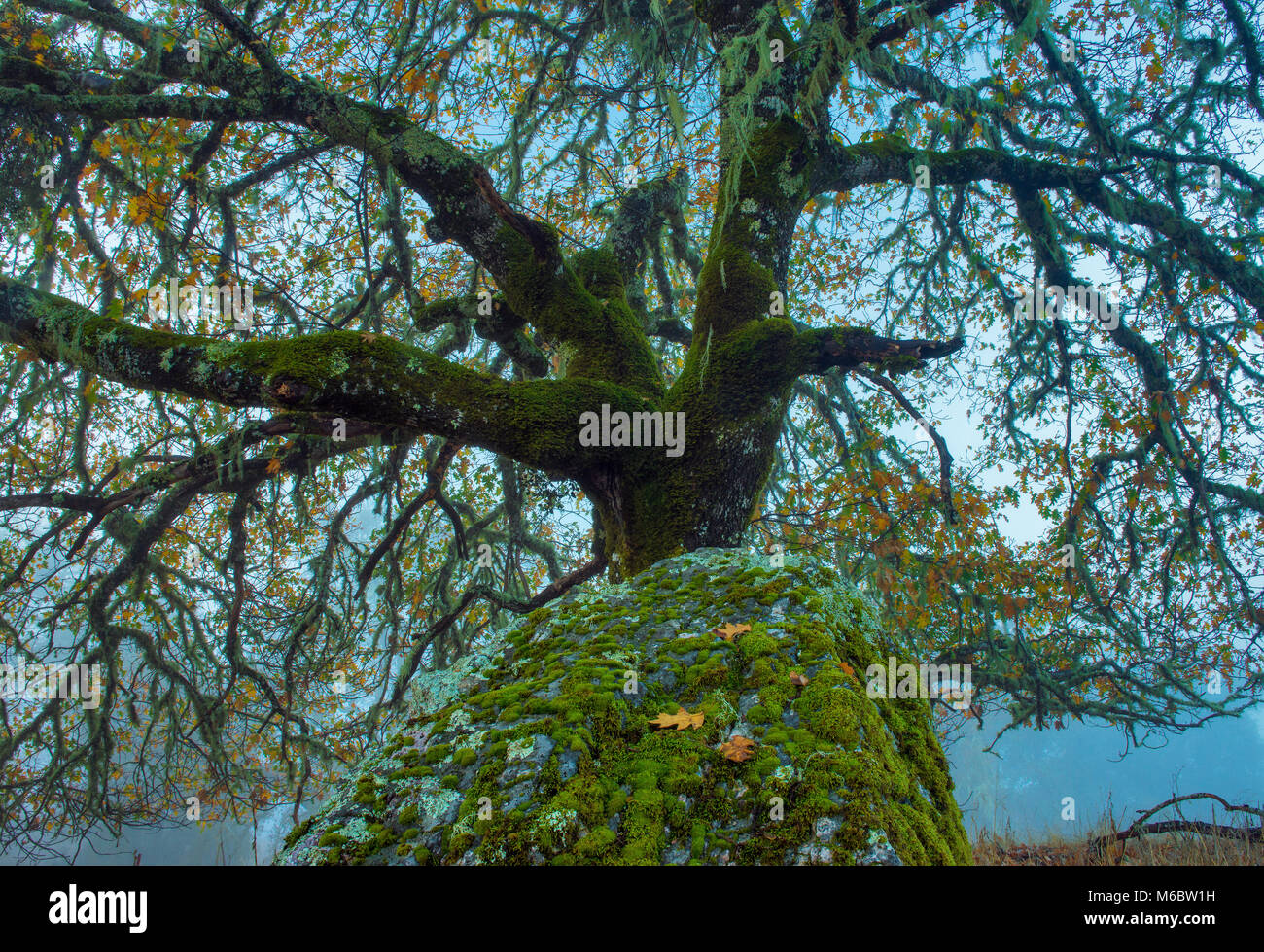 Valley Oak, Quercus lobata, Yorkville Highlands, Mendocino County, California Stock Photo