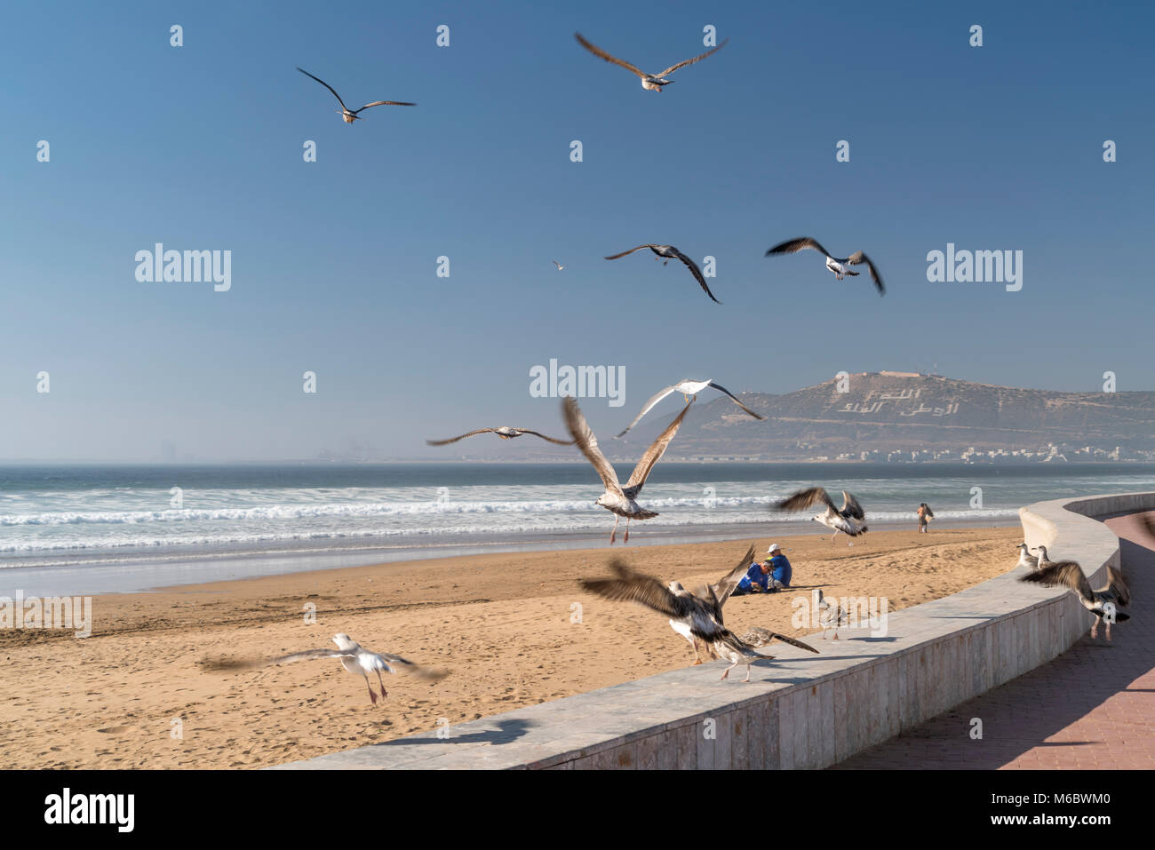 Möwen am Strand in Agadir, Königreich Marokko, Afrika  |  seagulls at the beach in Agadir, Kingdom of Morocco, Africa Stock Photo