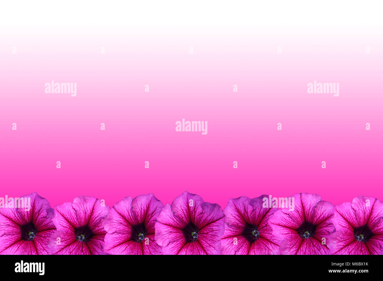 Petunia flower frame on pink background Stock Photo - Alamy