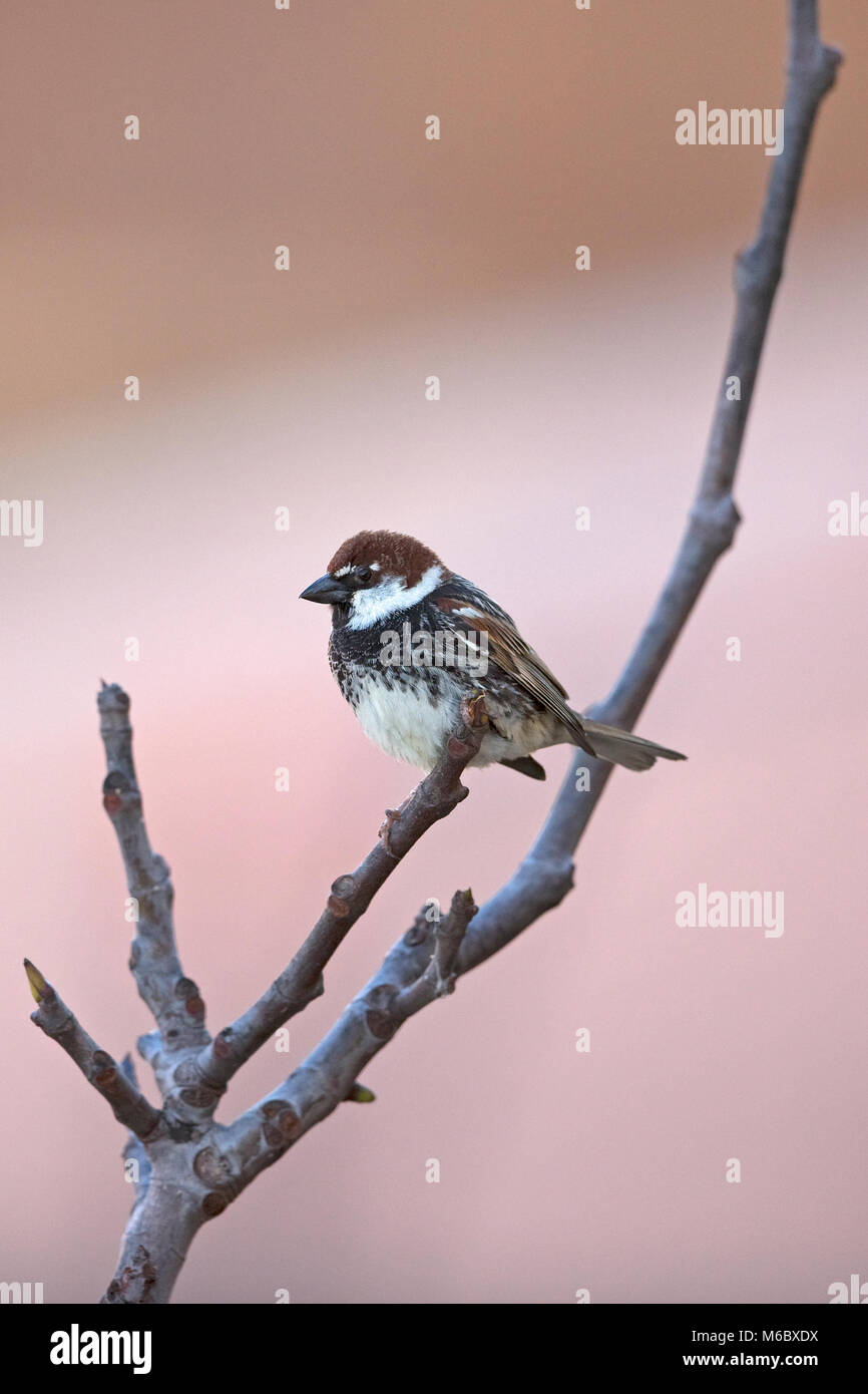 Spanish Sparrow (Passer hispaniolensis Stock Photo Alamy
