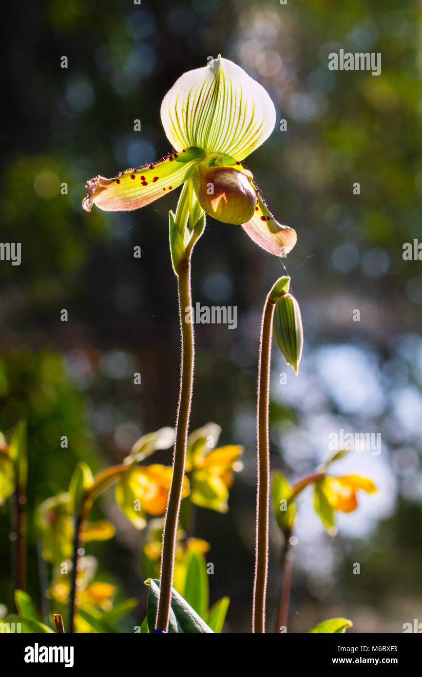 Paphiopedilum callosum (Rchb.f.) Orchids are exotic and beautiful. Stock Photo