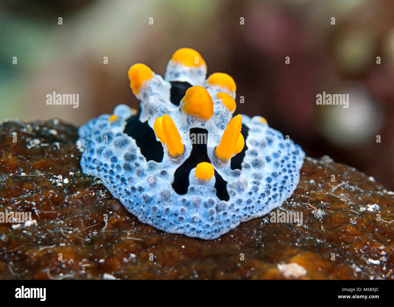 Celestial phyllidia ( Phyllidia coelestis) nudibranch crawls on coral of Bal Stock Photo