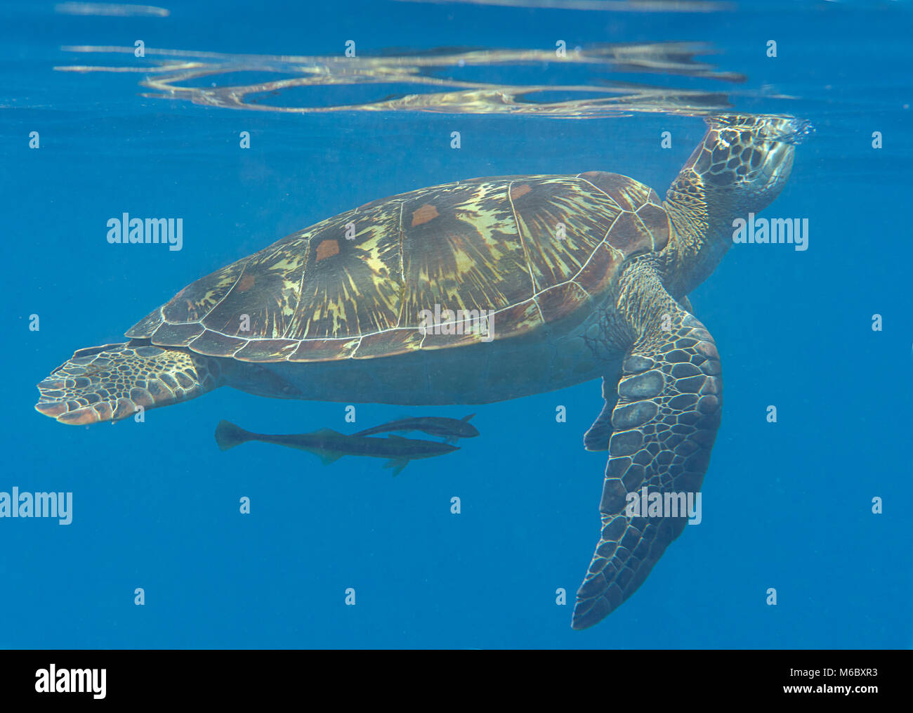 Green sea turtle (Chelonia mydas) swims to the surface to breath air with remora fish (Echeneis naucrates) , Bali, Indonesia Stock Photo