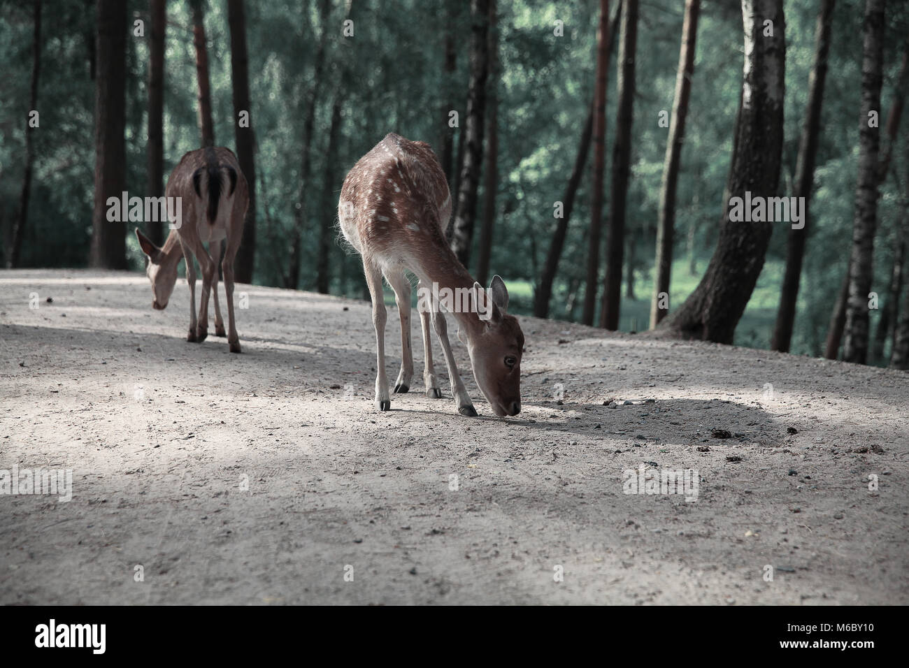 Image of lonely deers in Autumn forest landscape Stock Photo