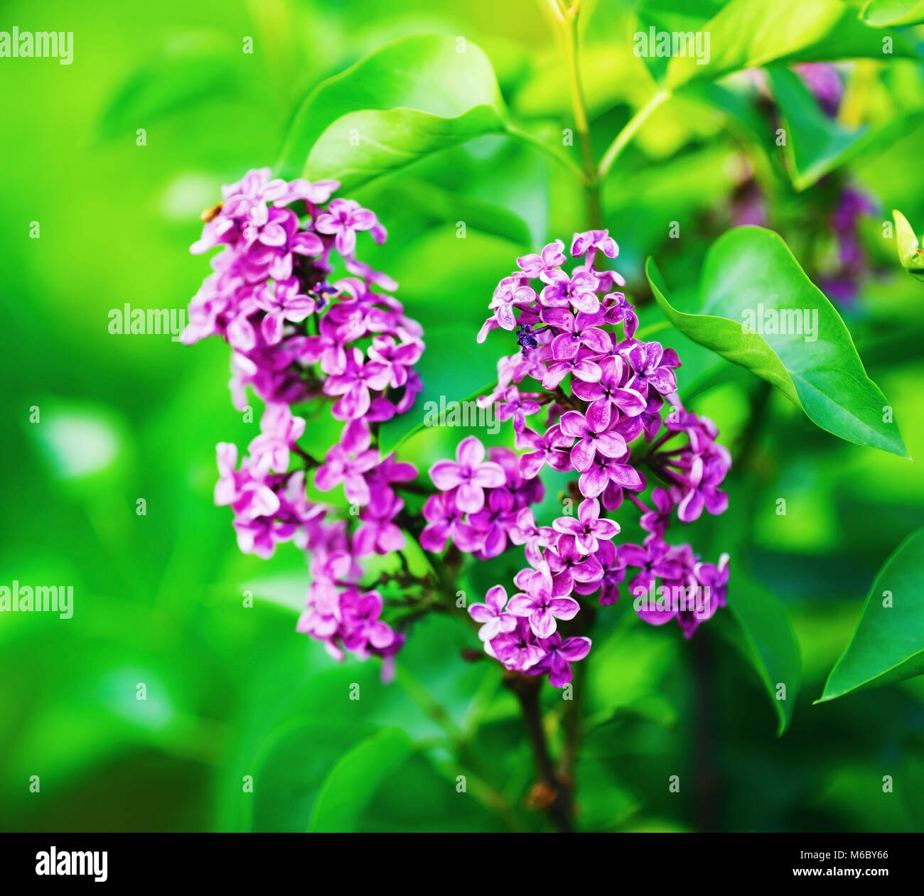 Lilac blooms on bright green leaves background. Spring lilac flowers