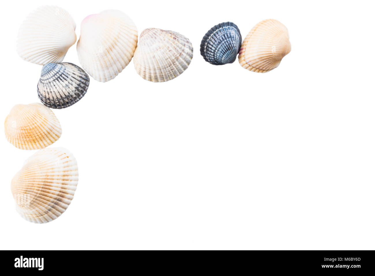sea shells on white background with copy space Stock Photo - Alamy