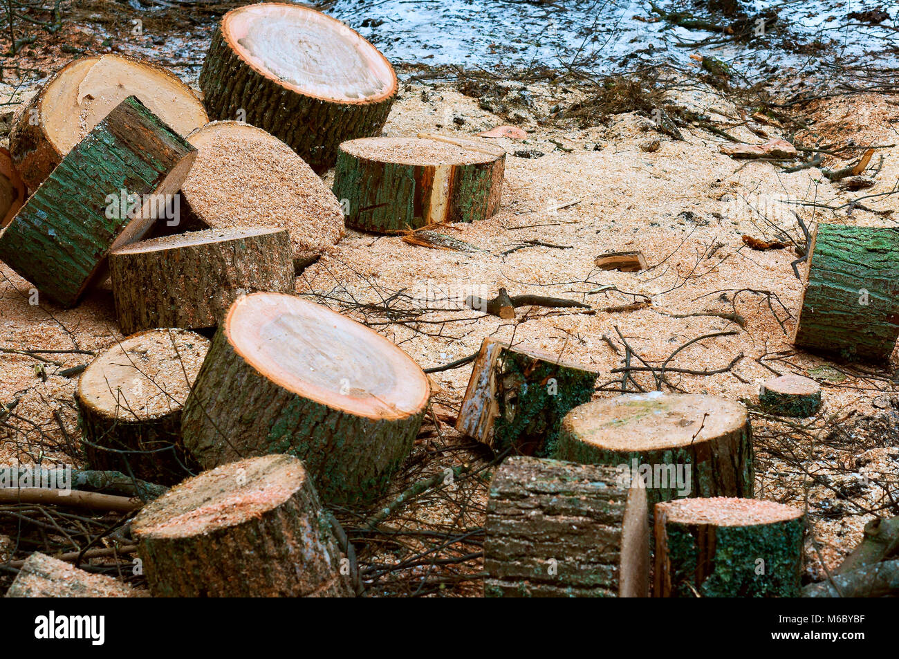 felled trees, deforestation, stumps of felled trees, felled tree trunk