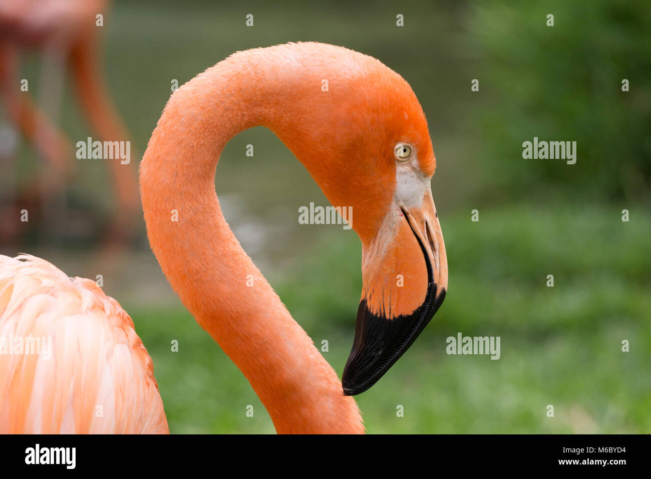 San Diego Zoo animals Stock Photo - Alamy
