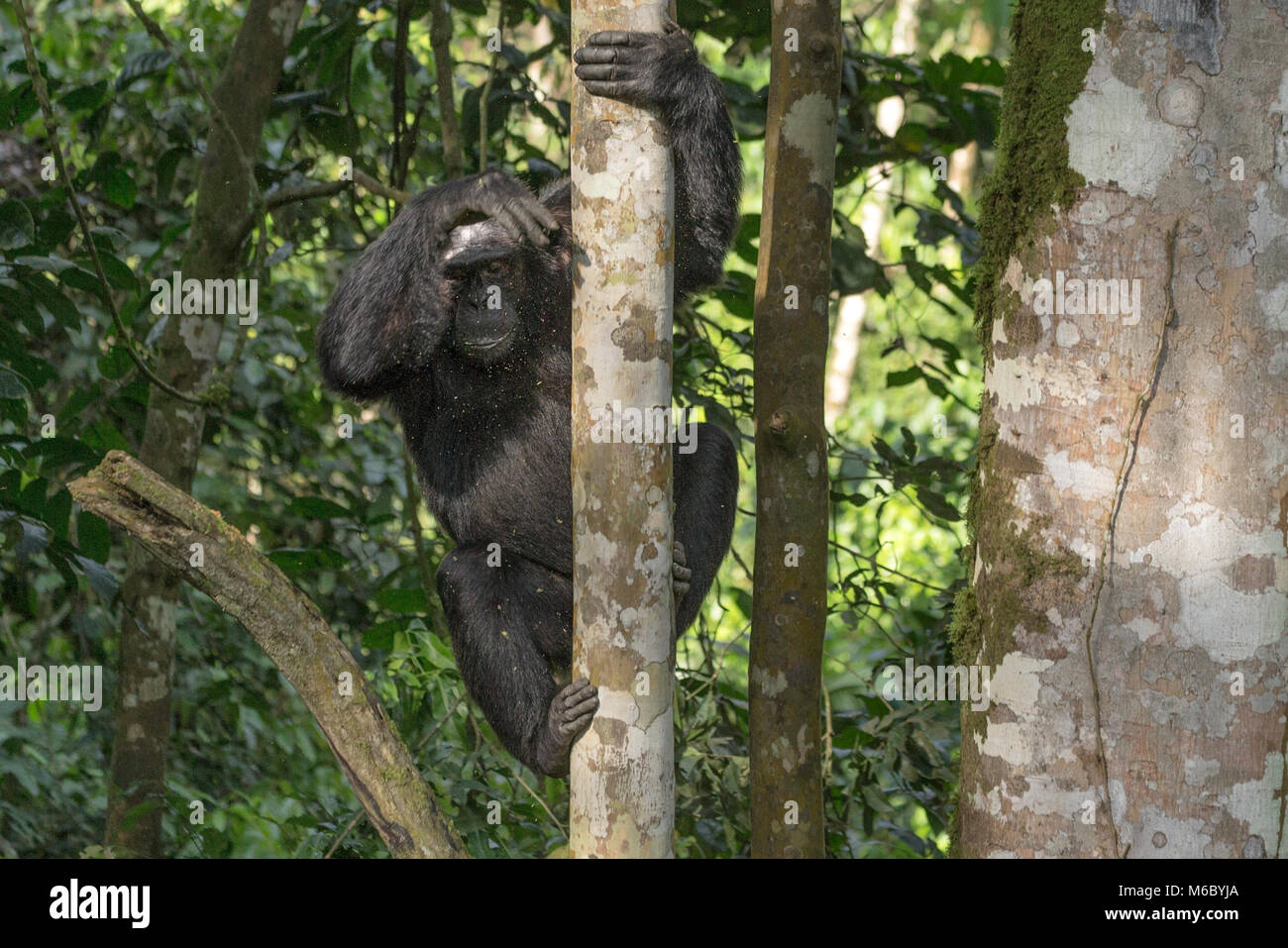 Alpha male climbing down tree Chimpanzee Kimbale Forest National Park ...