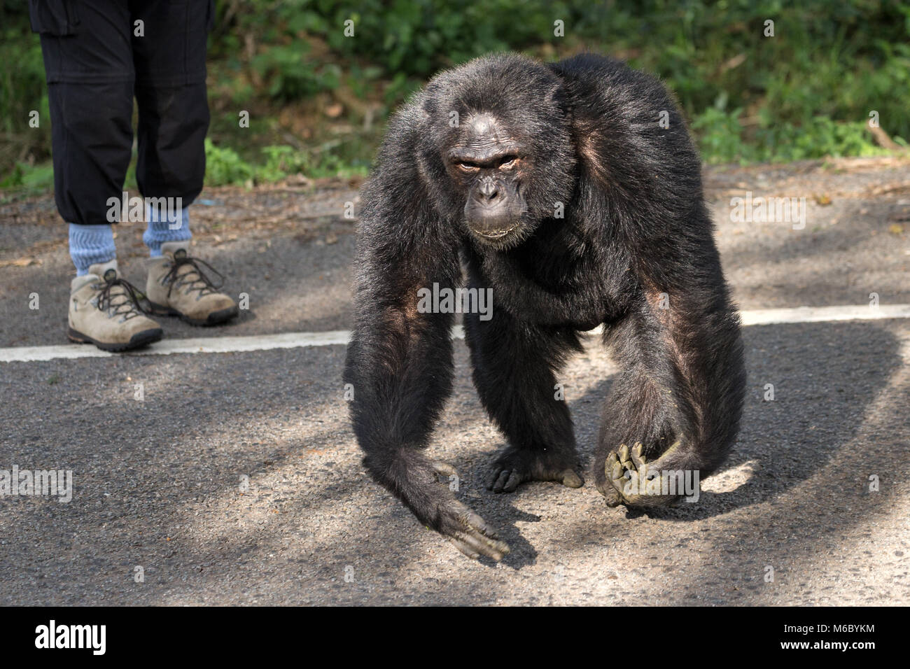 Alpha male Chimpanzee crossing road near visitor Kimbale Forest National Park Uganda Africa Stock Photo
