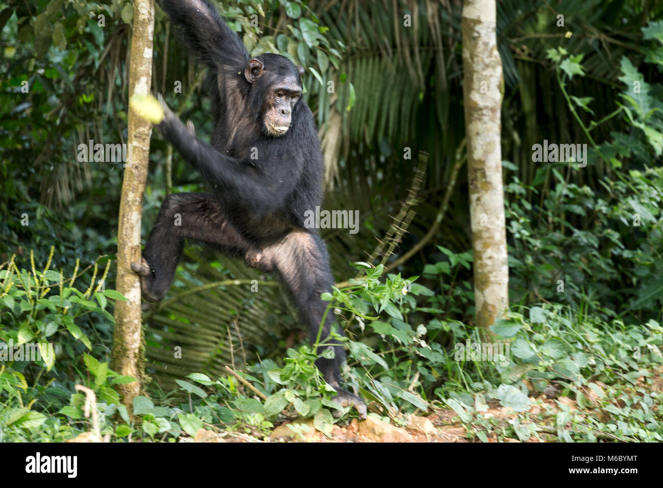 Alpha male climbing down tree Chimpanzee Kimbale Forest National Park Uganda Africa Stock Photo