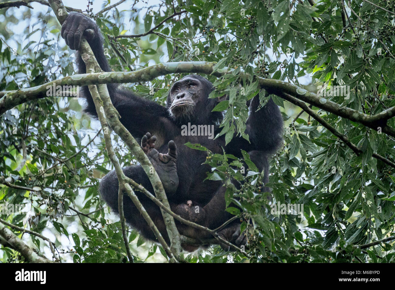 Alpha male Chimpanzee Kimbale Forest National Park Uganda Africa Stock Photo