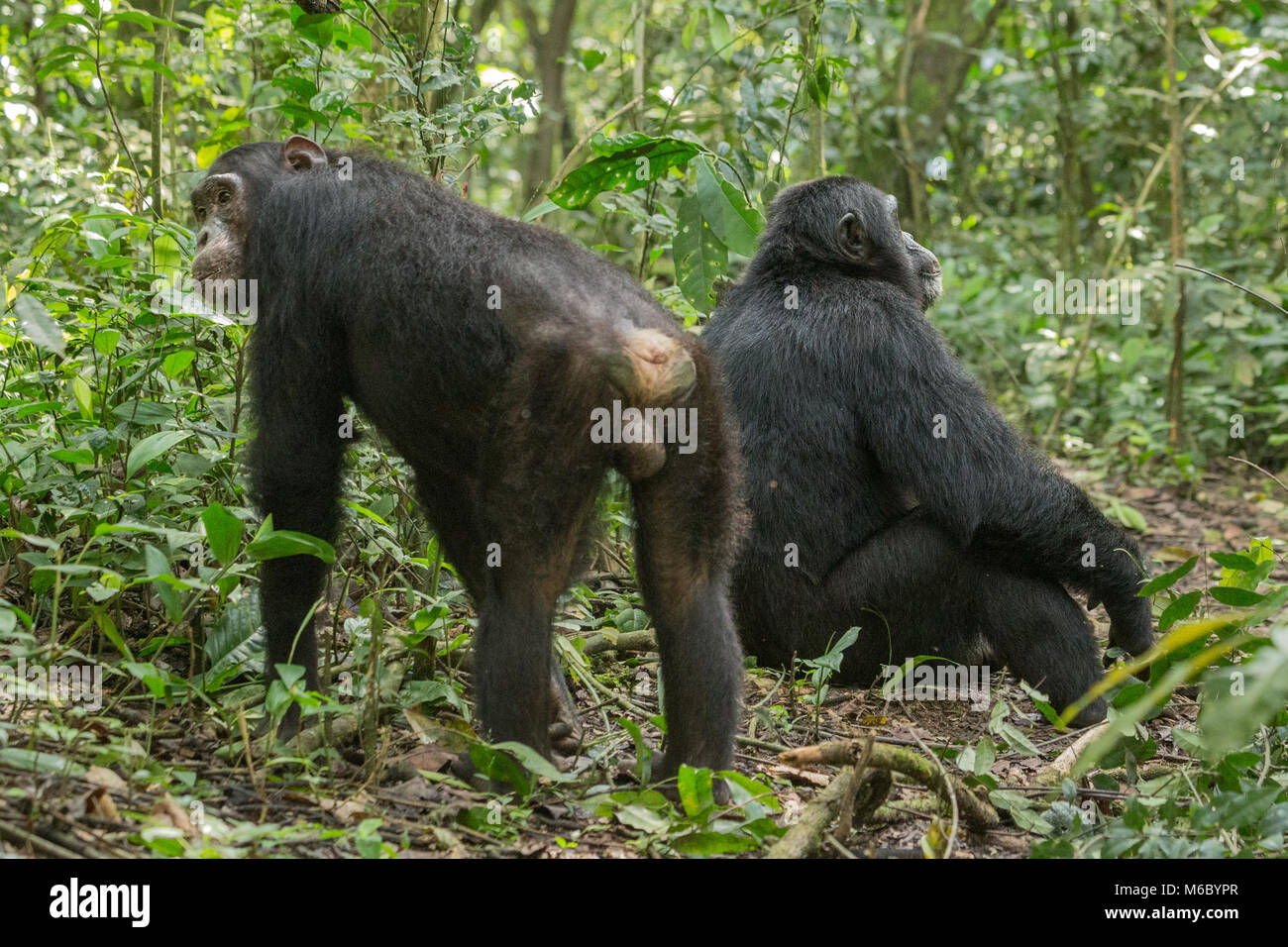 Alpha male with deferential younger male Chimpanzee Kimbale Forest National Park Uganda Africa Stock Photo