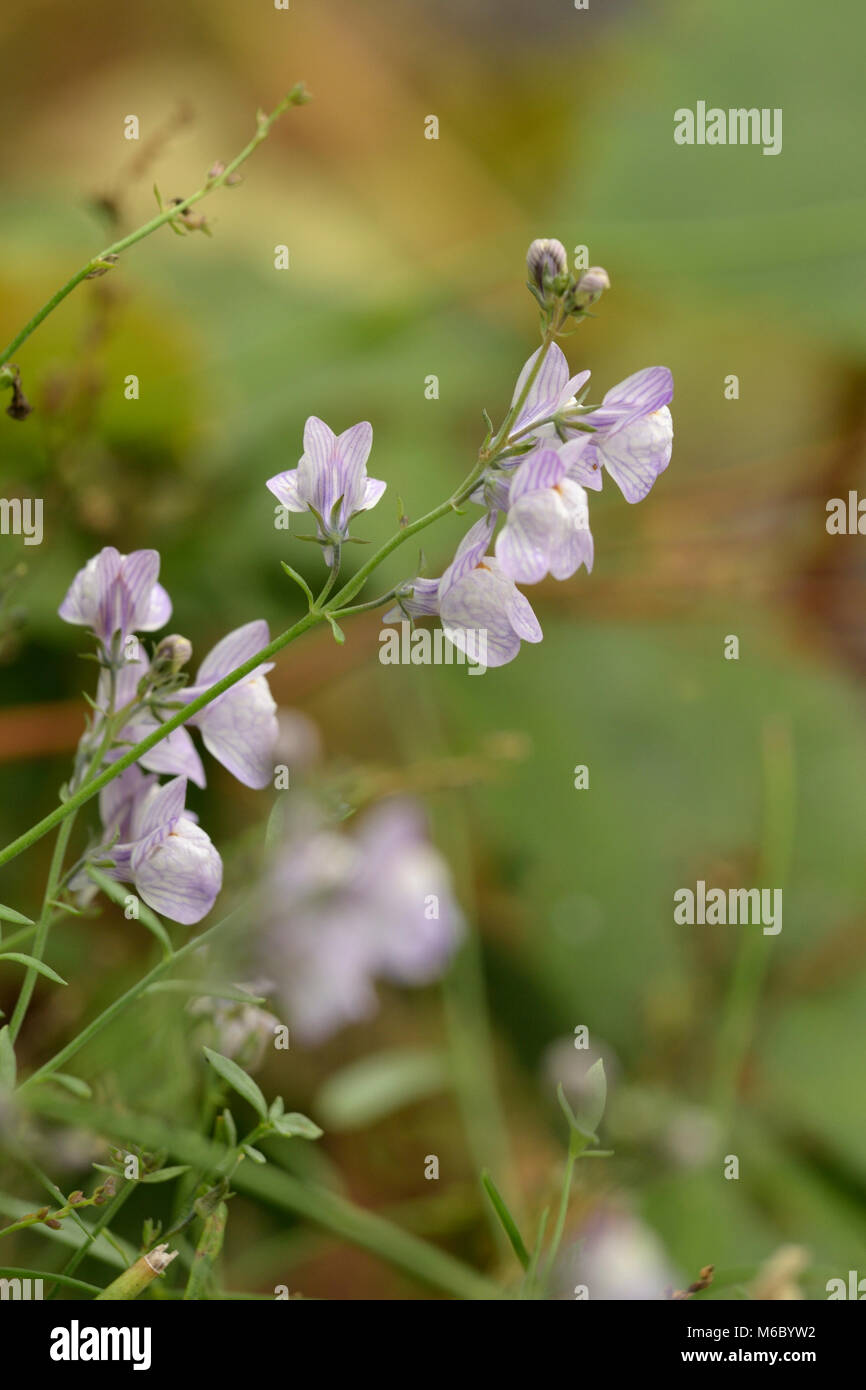 Pale Toadflax, Linaria repens Stock Photo