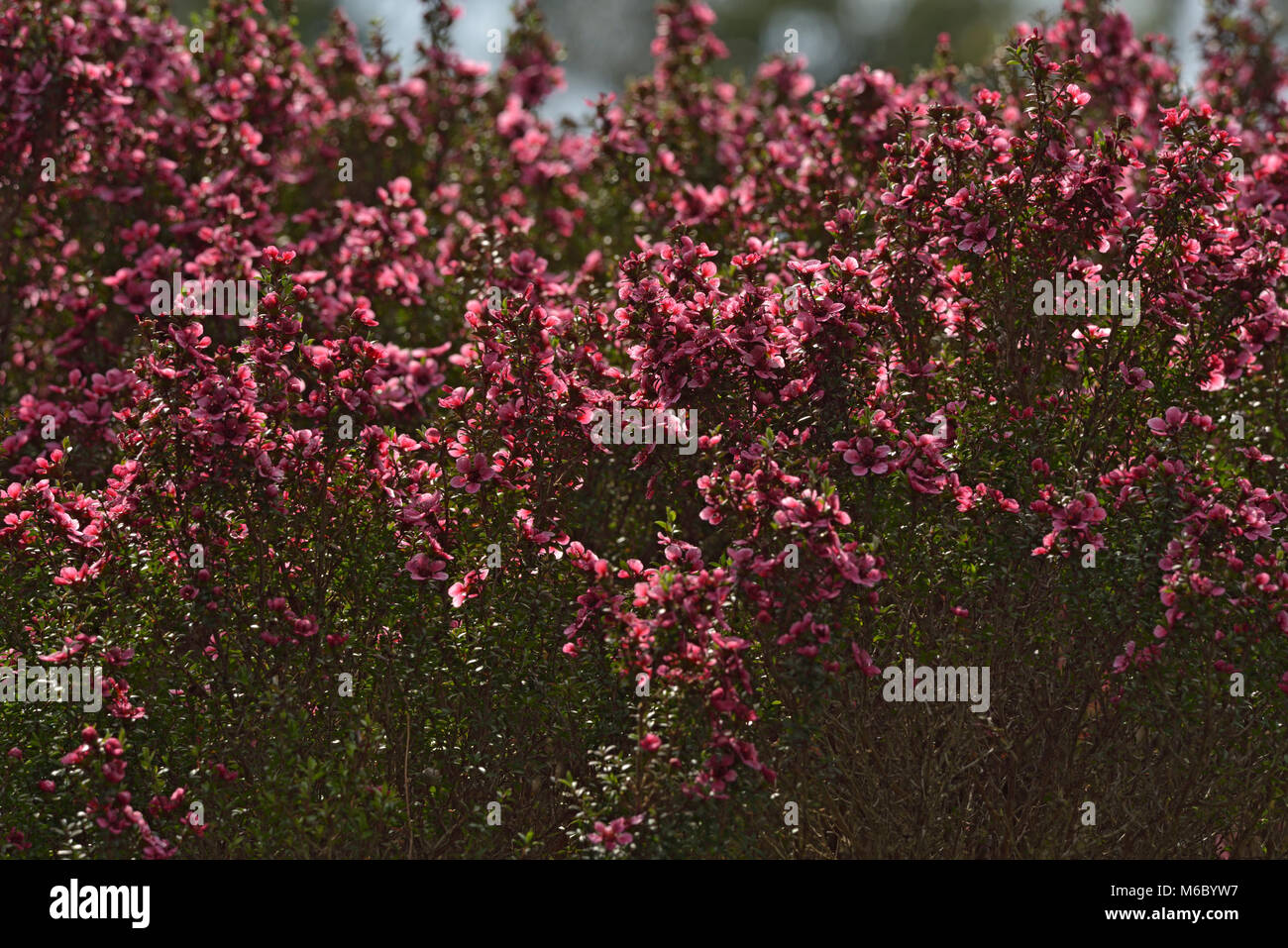 Broom Tea-tree, Leptospermum scoparium Stock Photo