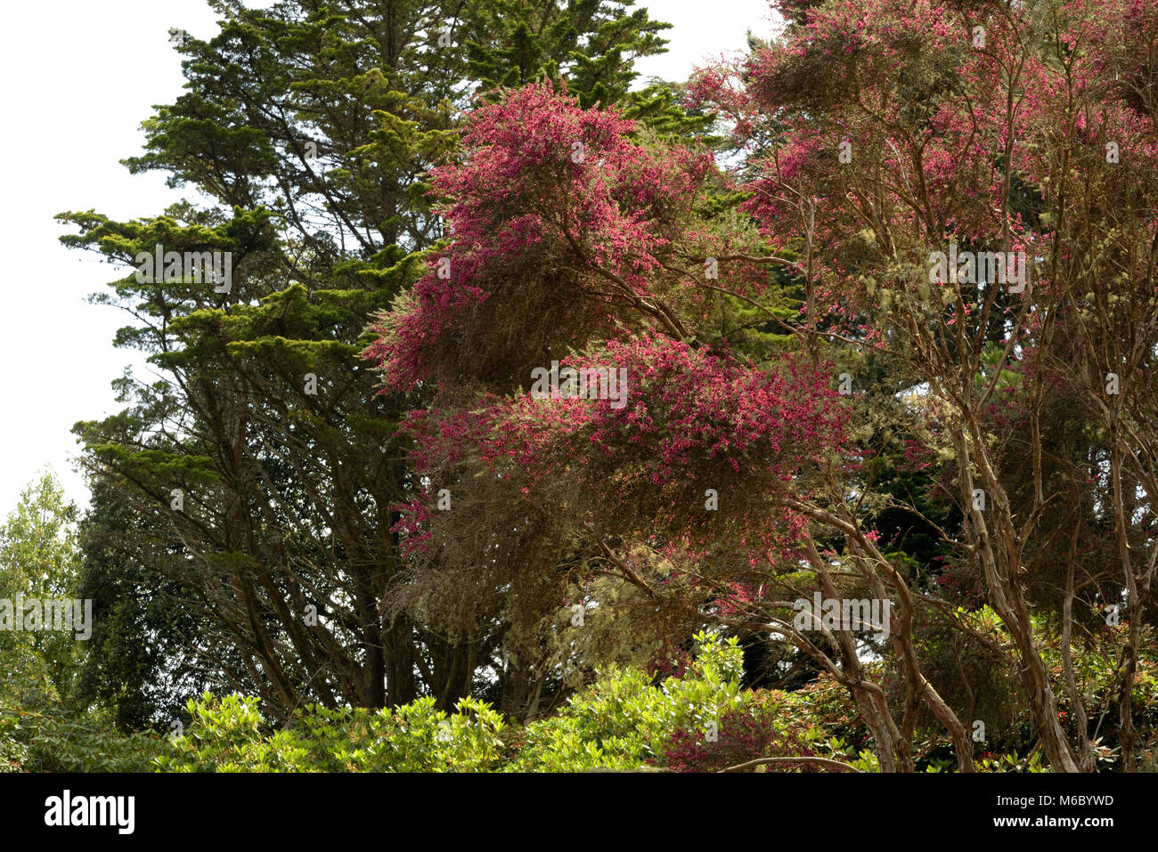 Broom Tea-tree, Leptospermum scoparium Stock Photo