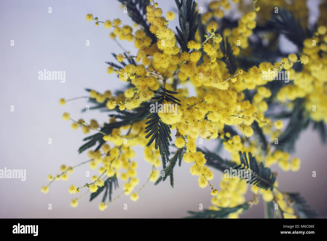Bush of yellow Mimosa on light blue background Stock Photo Alamy