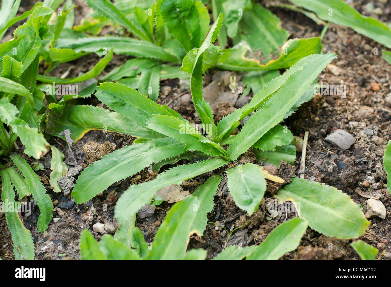 Sawtooth herb hires stock photography and images Alamy