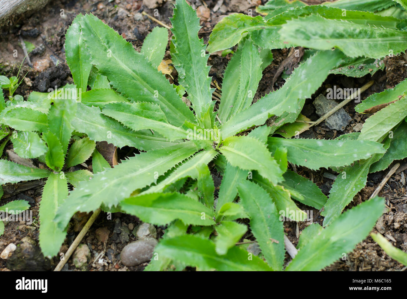Culantro, Long coriander, Sawtooth coriander, Parsley on the soil in