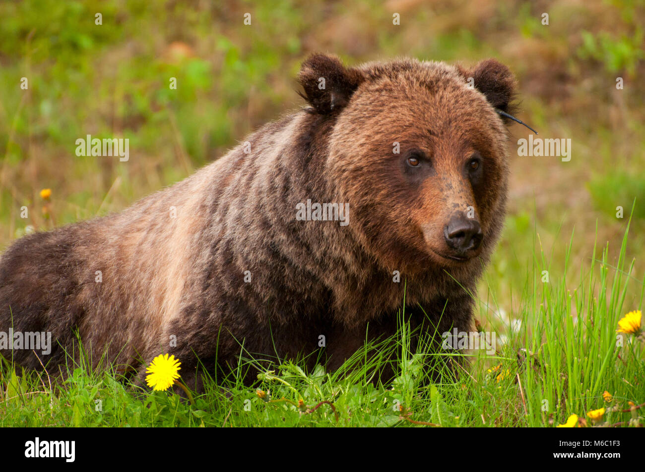 Grizzly bear, Banff National Park, Alberta, Canada Stock Photo