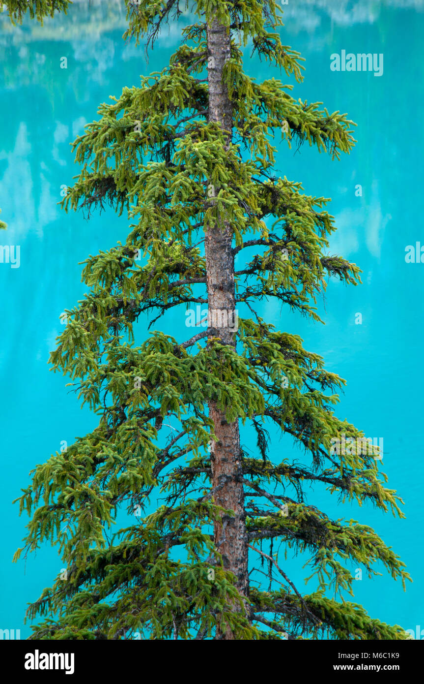 Spruce at Moraine Lake, Banff National Park, Alberta, Canada Stock Photo