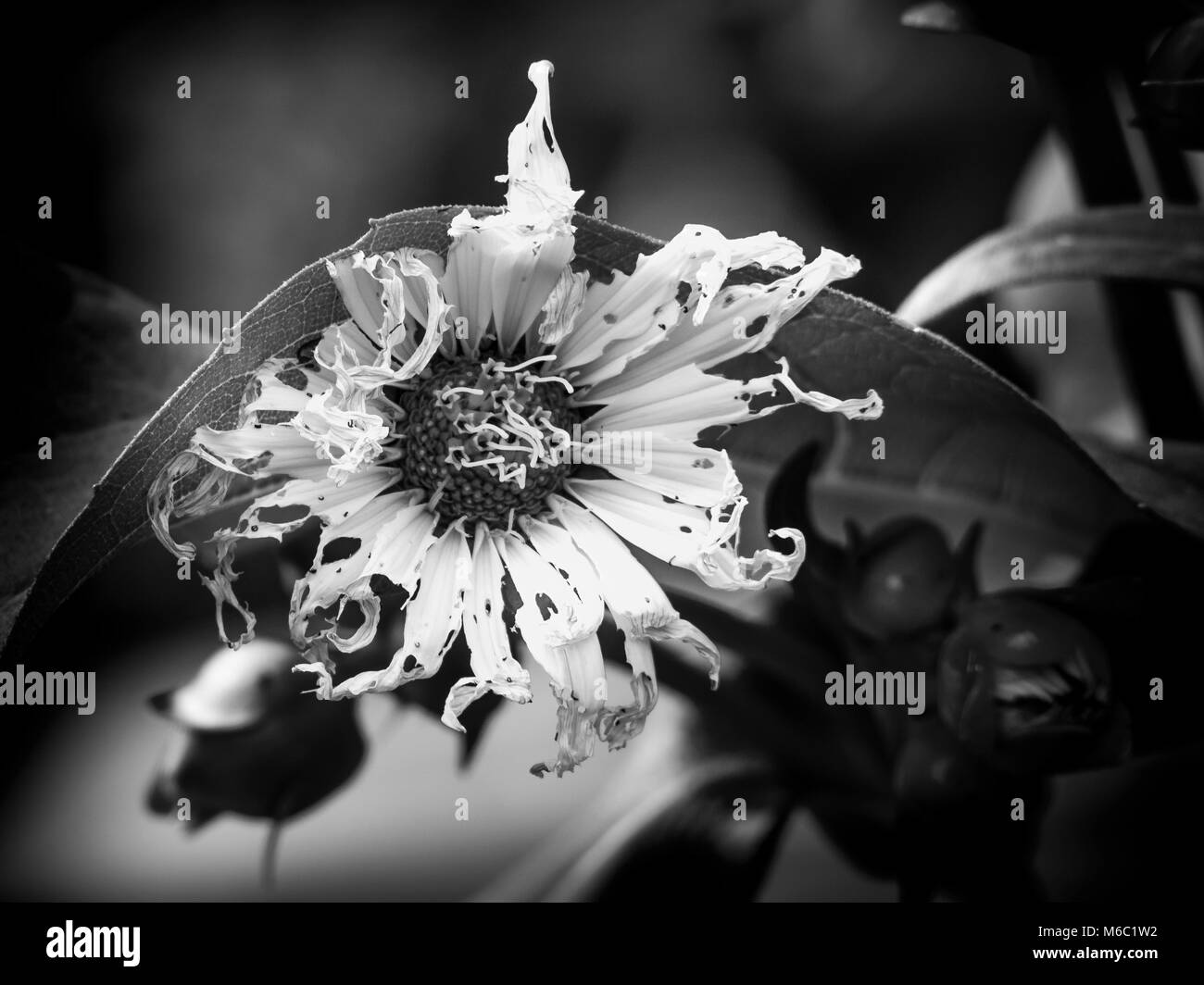 Gorgeous garden flowers Black and White Stock Photos & Images - Alamy