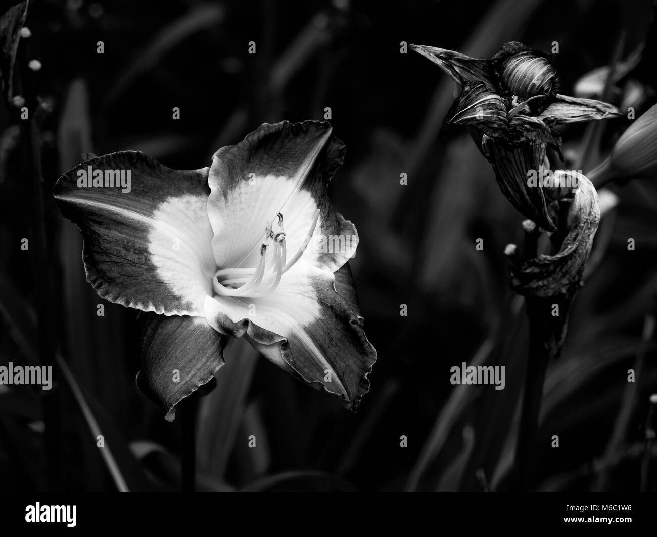 Gorgeous garden flowers Black and White Stock Photos & Images - Alamy