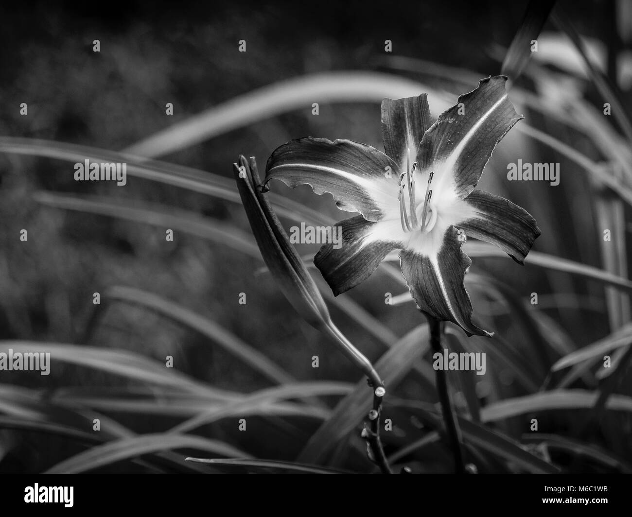 Gorgeous garden flowers Black and White Stock Photos & Images - Alamy