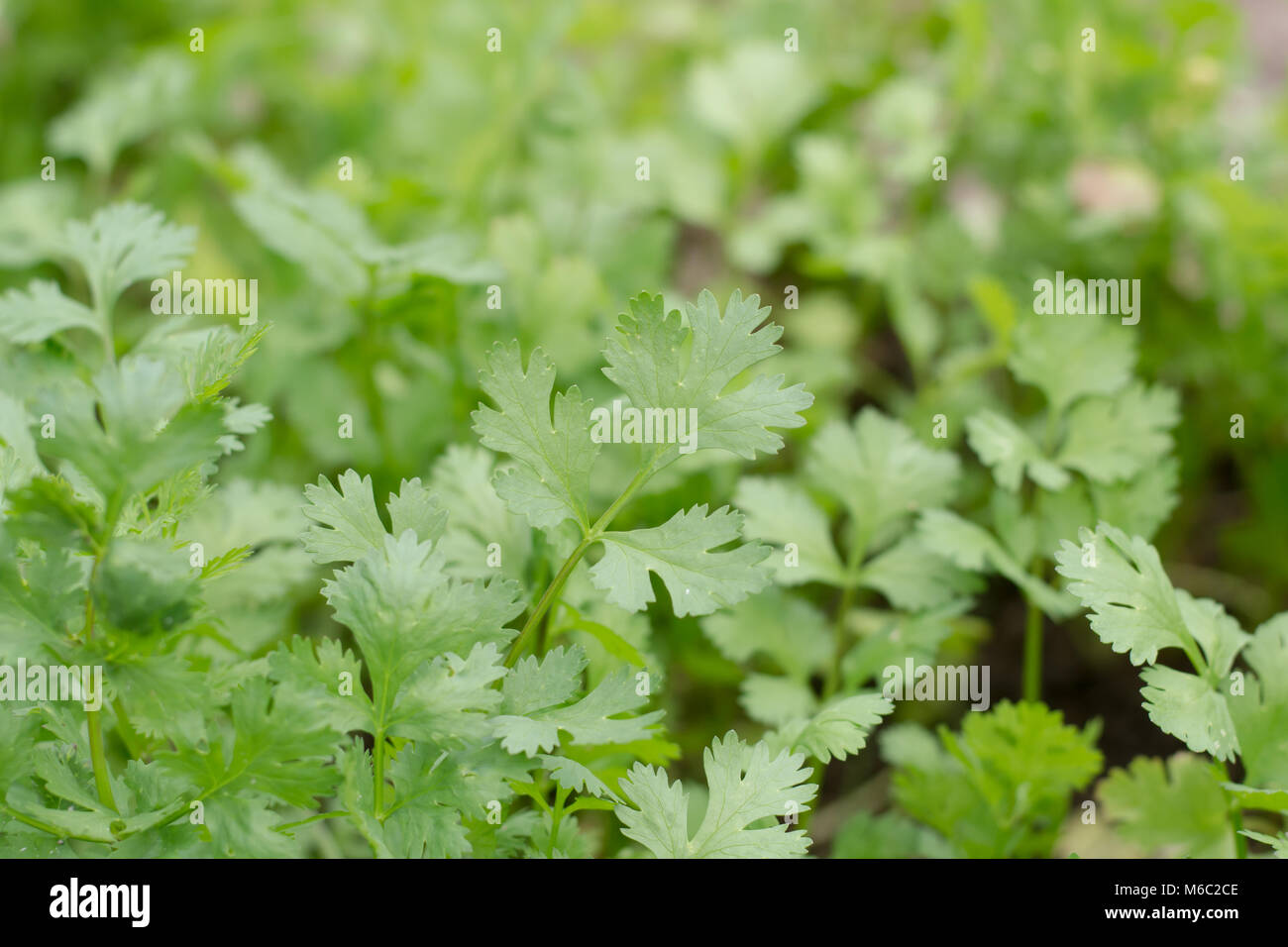 Health benefits of coriander. Coriander is loaded with antioxidants