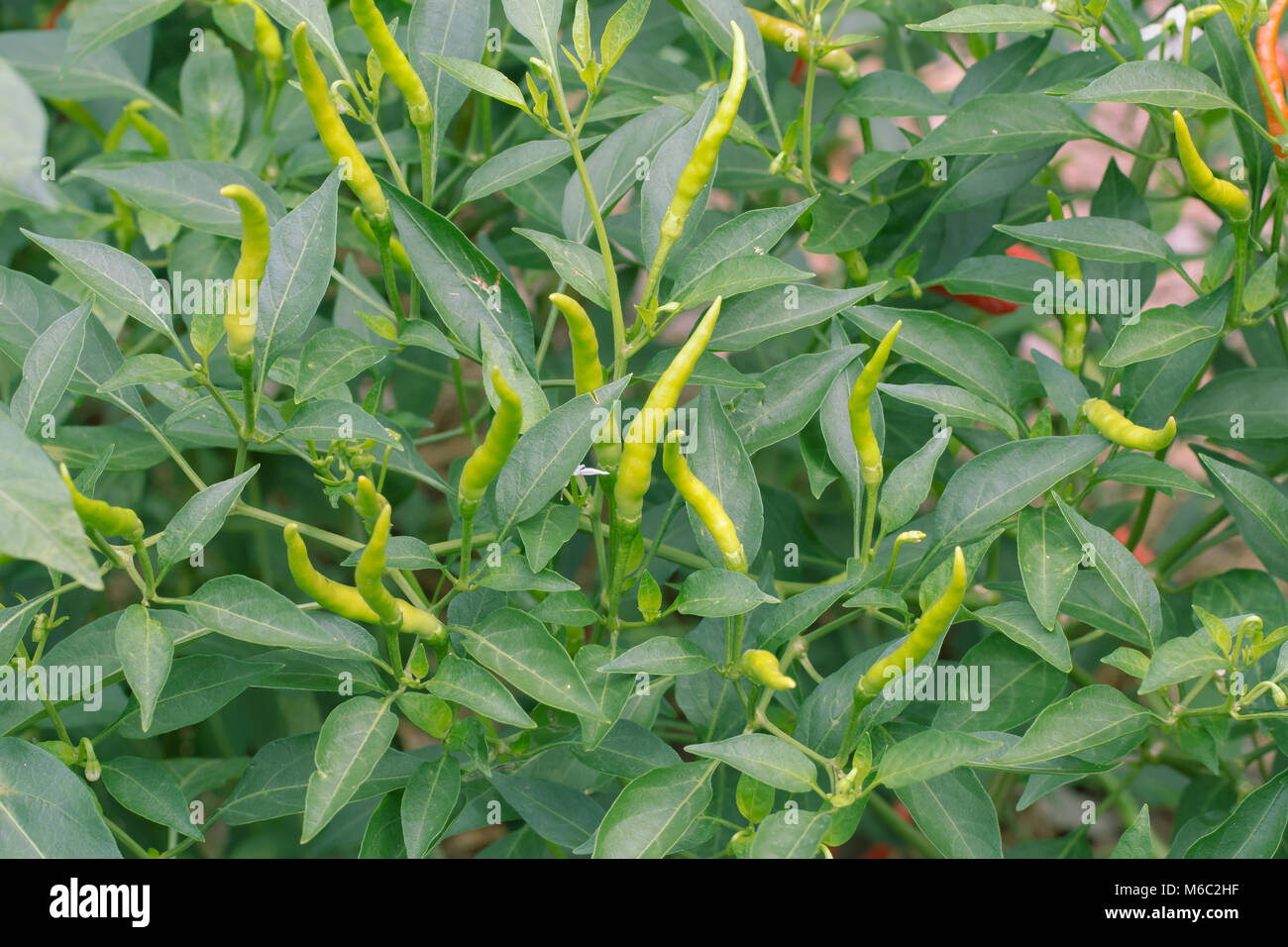 green chilies growing in a vegetable garden. Ready for harvest Stock