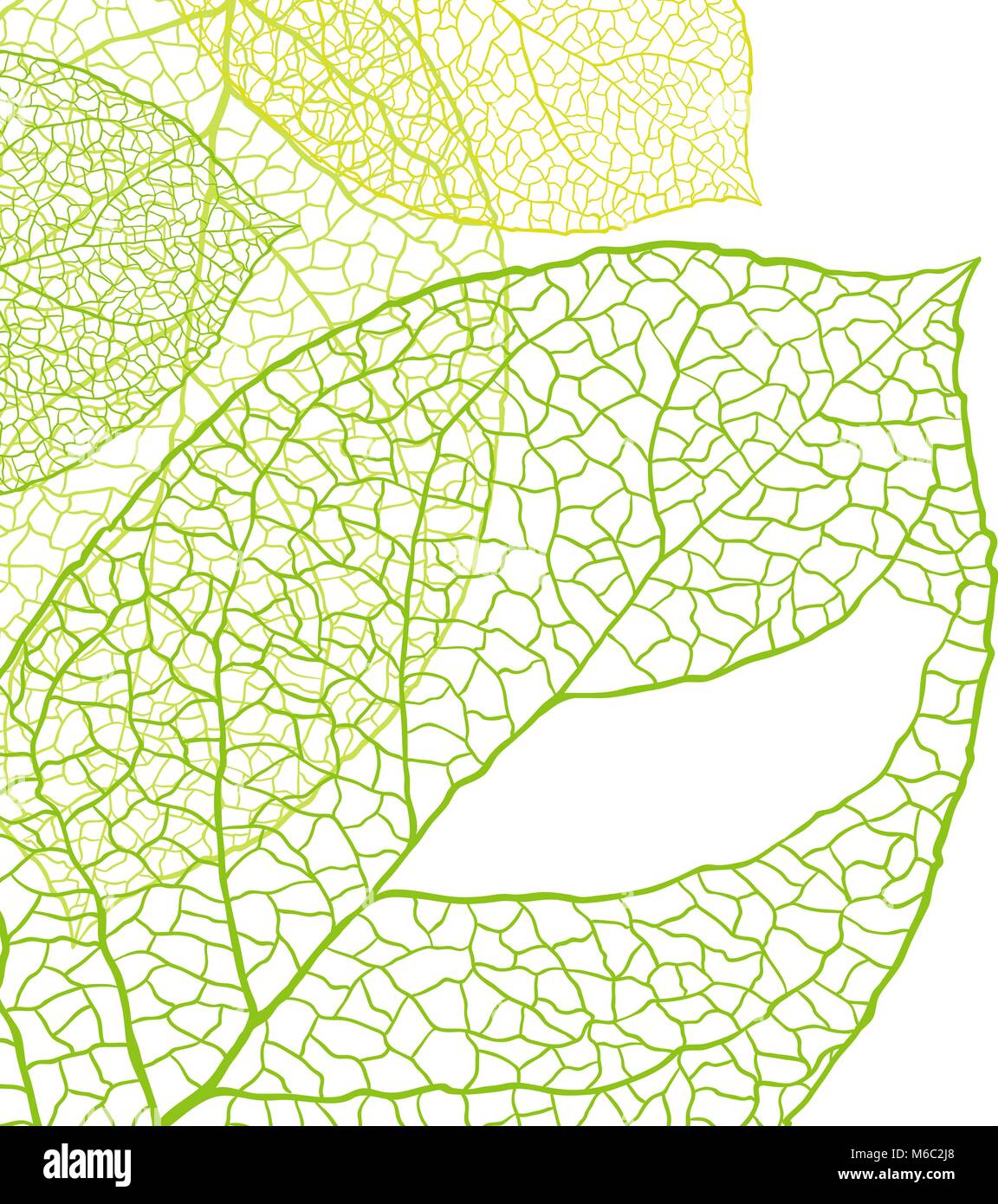Fresh green leaves background - vector illustration Stock Vector Image ...