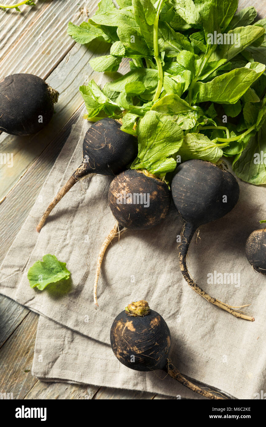 Organic Raw Black Radishes in a Bunch Stock Photo