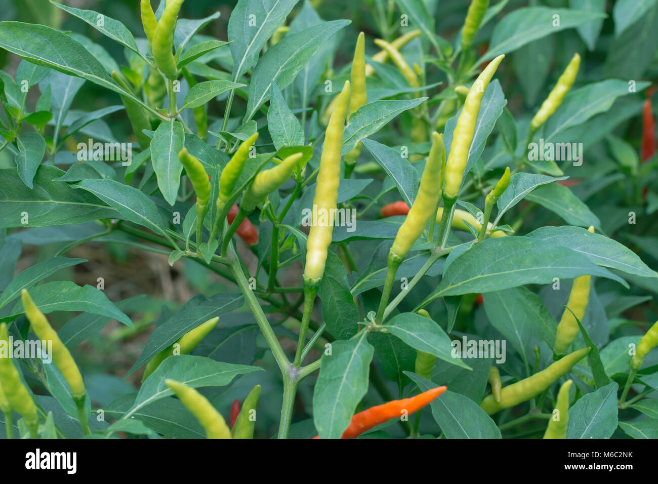green chilies growing in a vegetable garden. Ready for harvest Stock