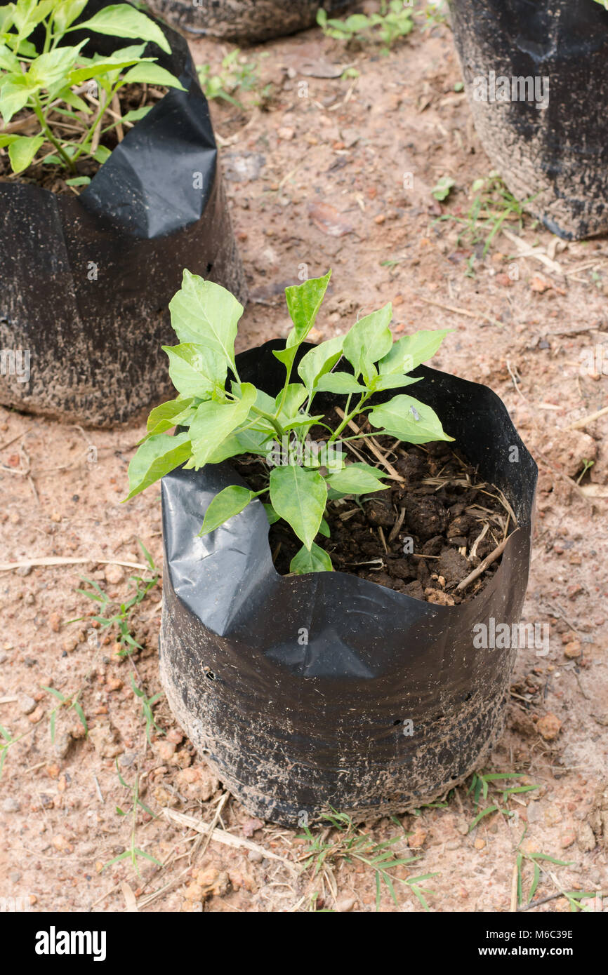Small Chilli Plant In Black Plastic Bag Stock Photo 176057658 Alamy