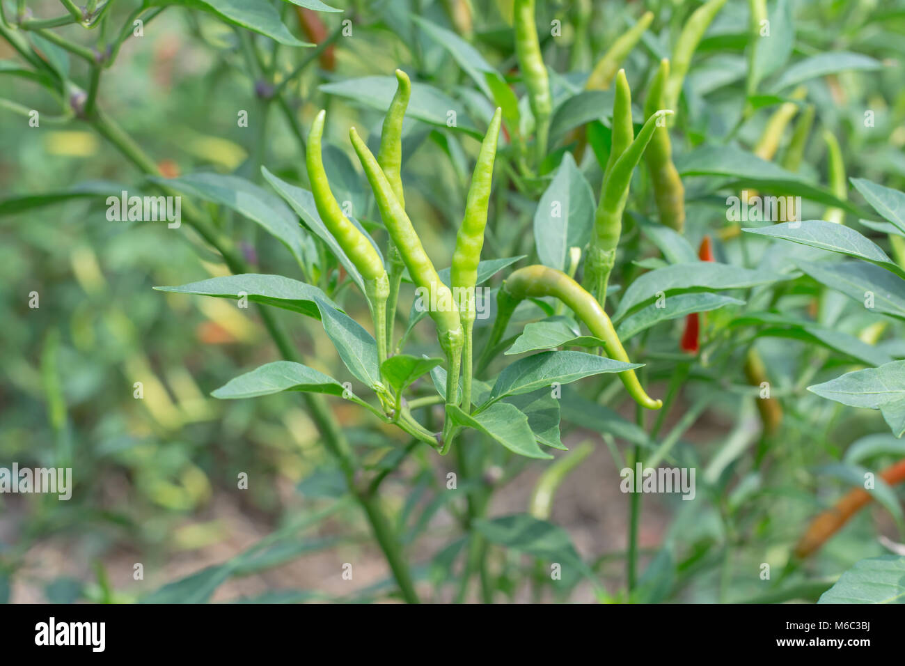 green chilies growing in a vegetable garden. Ready for harvest Stock