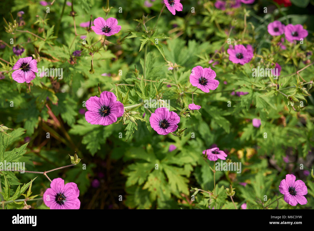 Geranium psilostemon inflorescence Stock Photo