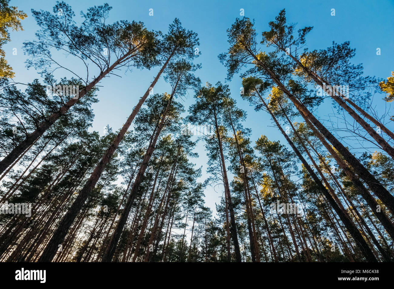 High pine trees stretched with crowns to the blue sky Stock Photo - Alamy